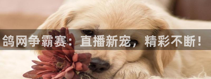 河豚体育直播免费下载：鸽网争霸赛：直播新宠，精彩不断！